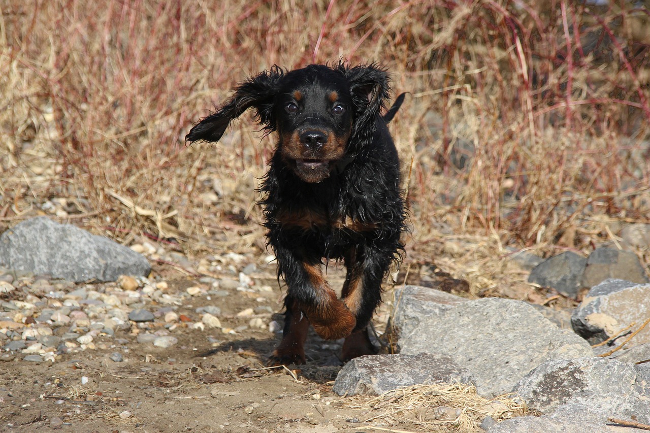 Exploring the Characteristics of the Gordon Setter